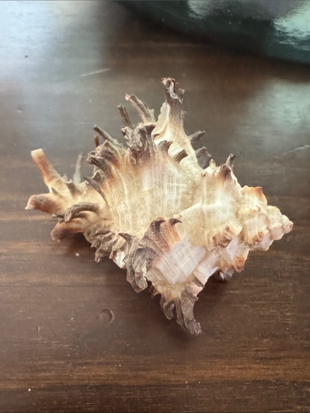 Decorative Spiny Sea Shell - Natural Brown and Cream Tones endive murex shell